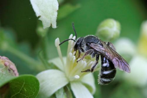 Réf. 244 598 : Lasioglossum sp.